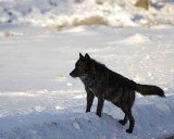 Wolf, Gray, Druid Male, 302s Group-021509-Boulder, Lamar Valley, YNP-#0028.jpg