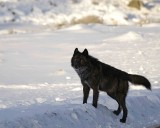 Wolf, Gray, Druid Male, 302s Group-021509-Boulder, Lamar Valley, YNP-#0030.jpg