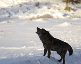 Wolf, Gray, Druid Male, 302s Group-021509-Boulder, Lamar Valley, YNP-#0032.jpg