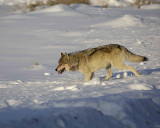 Wolf, Gray, Druid Male, 302s Group-021509-Boulder, Yellowstone Natl Park, WY-#0055.jpg