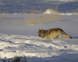 Wolf, Gray, Druid Male, 302s Group-021509-Boulder, Lamar Valley, YNP-#0058.jpg