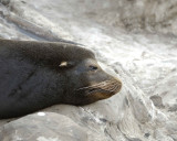Sea Lion, California-031009-LaJolla, CA-#0427.jpg