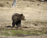 Bear, Grizzly-042209-Roaring Mountain, Obsidian Creek, YNP-#0515.jpg