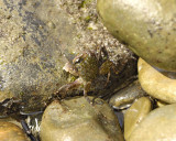 Crab, Lined Shore-050309-Point Loma, CA-#0303.jpg