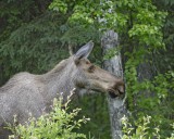 Moose, Cow-062009-Chena Hot Springs Road, Alaska-#0039.jpg