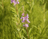 Fireweed-070309-Talkeetna, AK-#0526.jpg