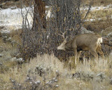 Deer, Mule, Buck, trashing bushes-101109-Deer Ridge, RMNP, CO-#0646.jpg