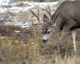 Deer, Mule, Buck-100909-Deer Ridge, RMNP, CO-#0412.jpg