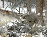 Deer, Mule, Buck-101109-Deer Ridge, RMNP, CO-#0097.jpg