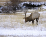 Elk, Bull-100909-Moraine Park, RMNP, CO-#0193.jpg
