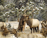 Elk, Bull-101009-Elk Trail Ct, Estes Park, CO-#0471.jpg