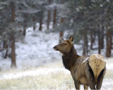 Elk, Cow, snowing-101009-Moraine Park, RMNP, CO-#0015.jpg