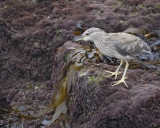 Heron, Black Crowned Night, juvenile-061510-La Jolla, CA-#0139.jpg