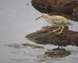 Heron, Black Crowned Night, juvenile-061510-La Jolla, CA-#0314.jpg