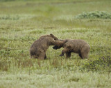 Bear, Brown, 2 wrestling-071810-Cabin Pond, Togiak NWR, AK-#0176.jpg