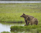 Bear, Brown, 2-071810-Cabin Pond, Togiak NWR, AK-#0225.jpg