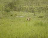 Fox, Red-071810-Cabin Pond, Togiak NWR, AK-#0108.jpg