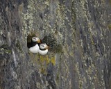 Puffin, Horned, 2-071510-Kittiwake Arch, Togiak NWR, AK-#0184.jpg