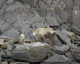 Mountain Goats Eating Kelp