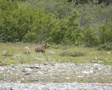 Bear, Brown, 2-070710-Russell Cut, Glacier Bay NP, AK-#1310.jpg