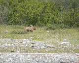 Bear, Brown, 2-070710-Russell Cut, Glacier Bay NP, AK-#1331.jpg