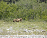 Bear, Brown, 2-070710-Russell Cut, Glacier Bay NP, AK-#1335.jpg
