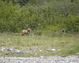 Bear, Brown, 2-070710-Russell Cut, Glacier Bay NP, AK-#1344.jpg