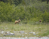 Bear, Brown, 2-070710-Russell Cut, Glacier Bay NP, AK-#1346.jpg