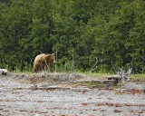 Bear, Brown-070510-Goose Cove, Glacier Bay NP, AK-#0195.jpg