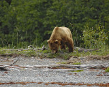 Bear, Brown-070510-Goose Cove, Glacier Bay NP, AK-#0313.jpg