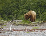 Bear, Brown-070510-Goose Cove, Glacier Bay NP, AK-#0368.jpg