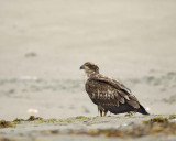 Eagle, Bald, Juvenile-070410-Dock Road, Gustavus, AK-#0637.jpg