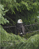 Eagle, Bald-070410-Dock Road, Gustavus, AK-#0729.jpg