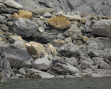 Goat, Mountain, Doe & Kid, eating Kelp-070510-Mt Wright, Glacier Bay NP, AK-#0067.jpg
