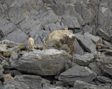 Goat, Mountain, Doe & Kid, eating Kelp-070510-Mt Wright, Glacier Bay NP, AK-#0094.jpg