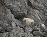 Goat, Mountain, Doe & Kid-070510-Mt Wright, Glacier Bay NP, AK-#0061.jpg
