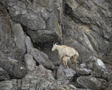 Goat, Mountain, Doe & Kid-070510-Mt Wright, Glacier Bay NP, AK-#0062.jpg