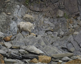 Goat, Mountain, Doe & Kid-070510-Mt Wright, Glacier Bay NP, AK-#0084.jpg