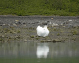 Iceberg, Margarie and Grand Pacific Glaciers-070710-Tarr Inlet, Glacier Bay NP, AK-#0105.jpg