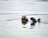 Otter, Sea-070510-Glacier Bay NP, AK-#0416.jpg