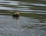 Puffin, Tufted-070810-S Marble Island, Glacier Bay NP, AK-#0572.jpg