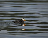 Puffin, Tufted-070810-S Marble Island, Glacier Bay NP, AK-#0597.jpg