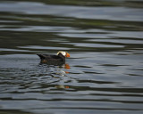 Puffin, Tufted-070810-S Marble Island, Glacier Bay NP, AK-#0615.jpg