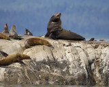 Sea Lion, Stellar-070810-S Marble Island, Glacier Bay NP, AK-#0416.jpg