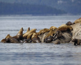 Sea Lion, Stellar-070810-S Marble Island, Glacier Bay NP, AK-#0513.jpg