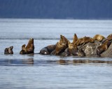 Sea Lion, Stellar-070810-S Marble Island, Glacier Bay NP, AK-#0551.jpg