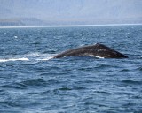 Whale, Humpback-070810-Icy Strait, AK-#0861.jpg