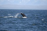 Whale, Humpback-070810-Icy Strait, AK-#0880.jpg