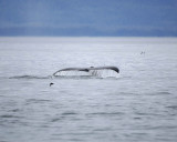 Whale, Humpback-070910-Icy Strait, AK-#0076.jpg