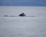 Whale, Humpback-070910-Icy Strait, AK-#0084.jpg